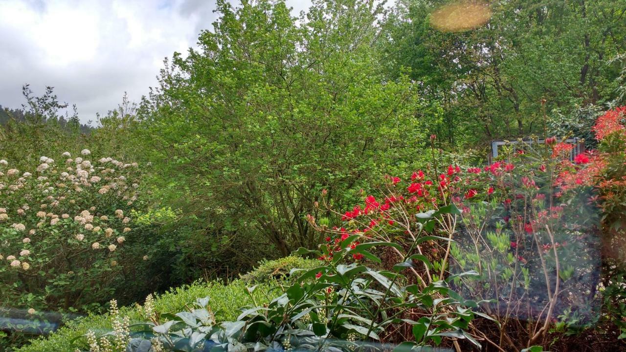Ferienwohnung Rhododendron - Natur Pur Am Highwalk روتنبرغ ان در فل المظهر الخارجي الصورة